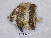 藏品(褐帶少女魚)的圖片